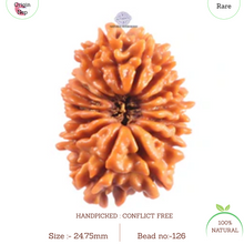 Load image into Gallery viewer, 16 Mukhi Rudraksha from Nepal - Bead No. 126
