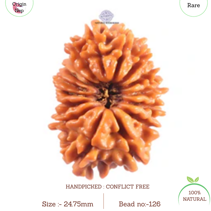 16 Mukhi Rudraksha from Nepal - Bead No. 126