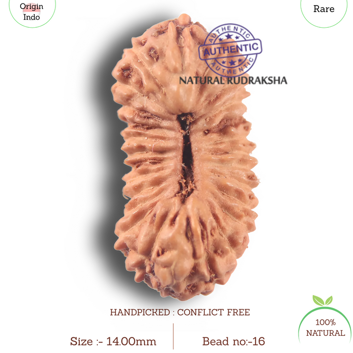 26 Mukhi Rudraksha from Indonesia P