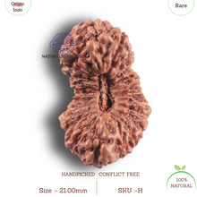 Load image into Gallery viewer, 23 Mukhi Rudraksha from Indonesia Bead No. H
