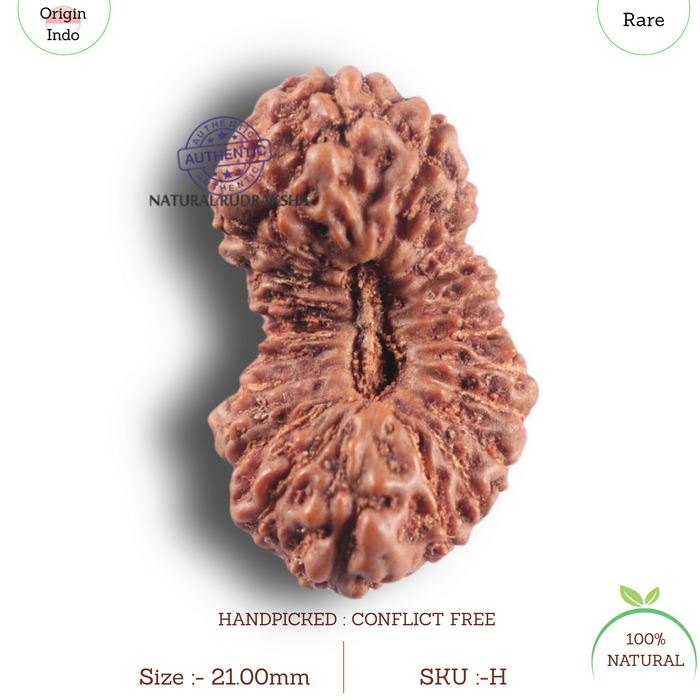 23 Mukhi Rudraksha from Indonesia Bead No. H