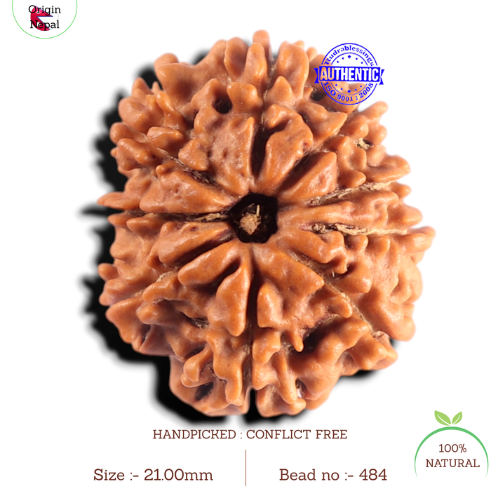 9 Mukhi Nepalese Rudraksha - Bead No. 484