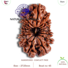Load image into Gallery viewer, 16 Mukhi Rudraksha from Nepal - Bead No. 45
