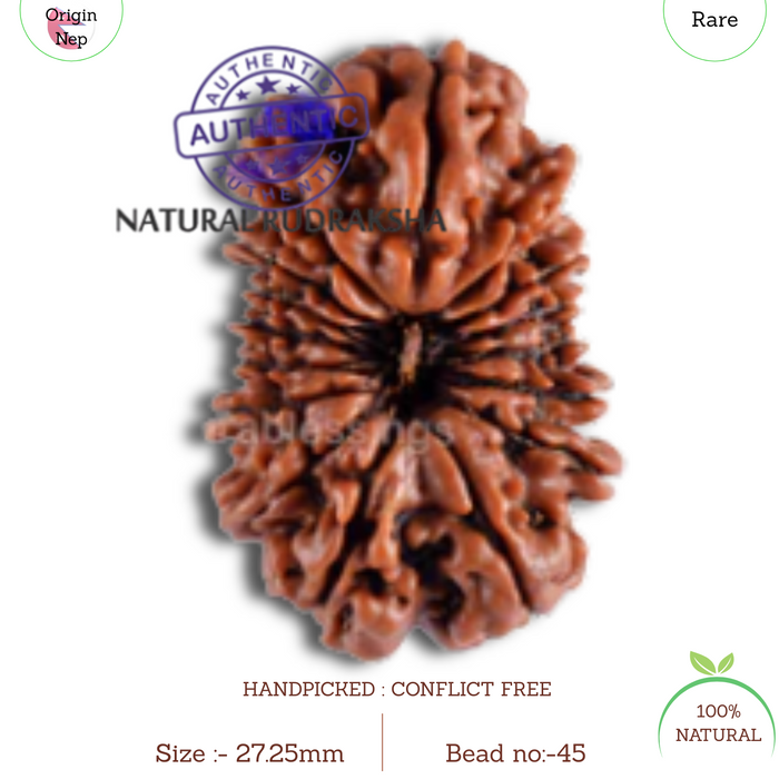 16 Mukhi Rudraksha from Nepal - Bead No. 45