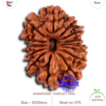 Load image into Gallery viewer, 14 Mukhi Nepalese Rudraksha - Bead No. 375
