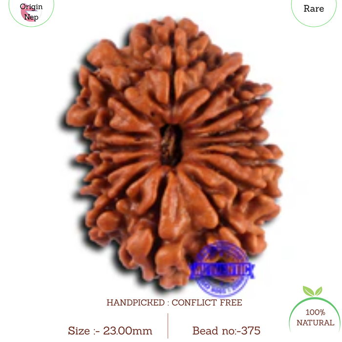 14 Mukhi Nepalese Rudraksha - Bead No. 375