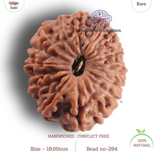 Load image into Gallery viewer, 17 Mukhi Rudraksha from Indonesia - Bead No. 294
