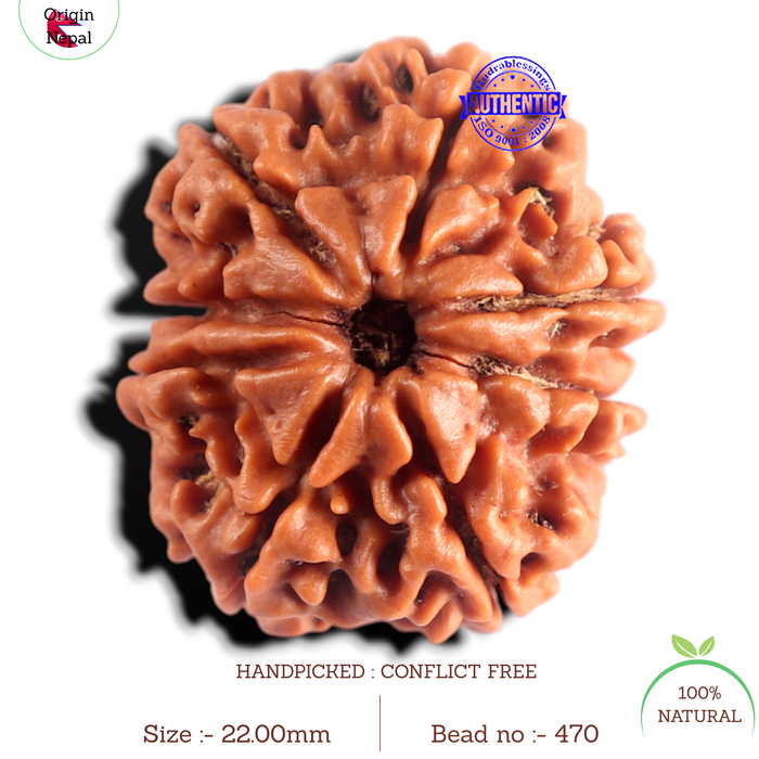 8 Mukhi Nepalese Rudraksha - Bead No. 470