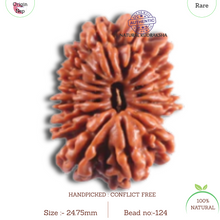 Load image into Gallery viewer, 16 Mukhi Rudraksha from Nepal - Bead No. 124
