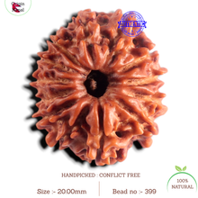 Load image into Gallery viewer, 13 Mukhi Nepalese Rudraksha - Bead No. 399
