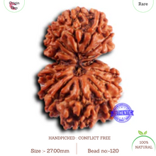 Load image into Gallery viewer, 16 Mukhi Gaurishanker Rudraksha from Nepal - Bead No. 120
