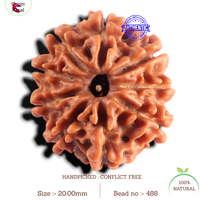 9 Mukhi Nepalese Rudraksha - Bead No. 488