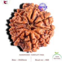 Load image into Gallery viewer, 9 Mukhi Nepalese Rudraksha - Bead No. 492
