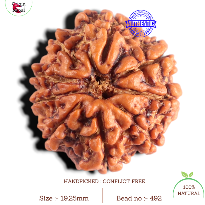 9 Mukhi Nepalese Rudraksha - Bead No. 492
