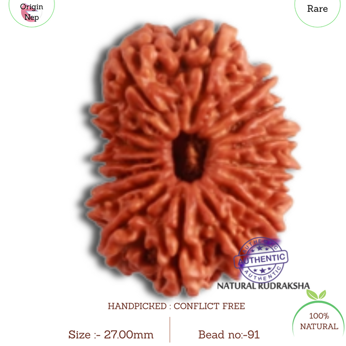 16 Mukhi Rudraksha from Nepal - Bead No. 91