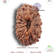 Load image into Gallery viewer, 17 Mukhi Rudraksha from Indonesia - Bead No. 286
