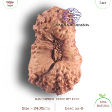 Load image into Gallery viewer, 26 Mukhi Rudraksha from Indonesia
