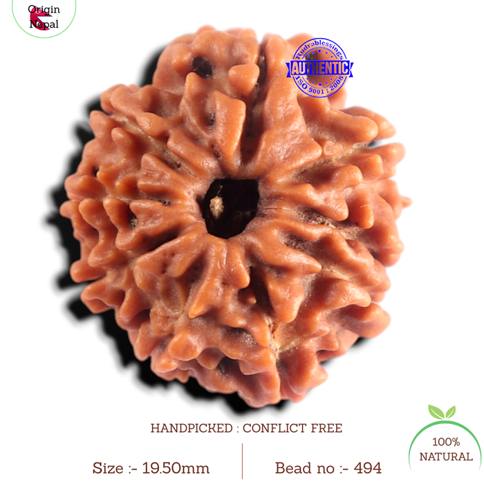 9 Mukhi Nepalese Rudraksha - Bead No. 494