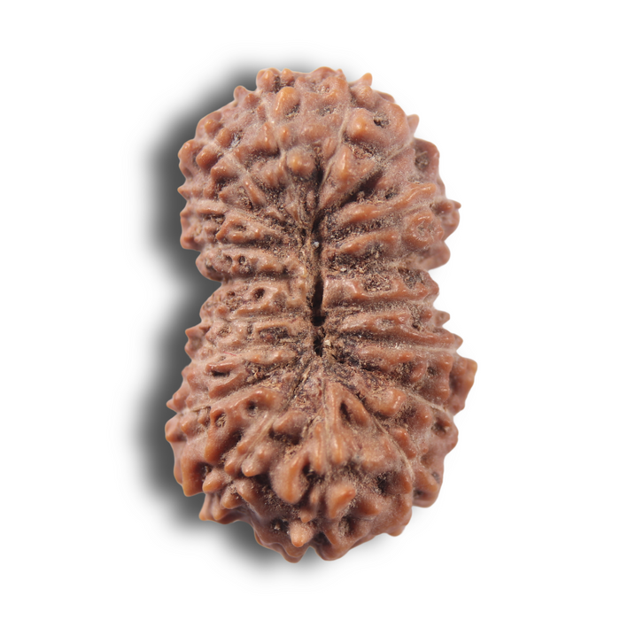 17 Mukhi Rudraksha from Indonesia - Bead No. 290