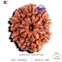 Load image into Gallery viewer, 12 Mukhi Nepalese Rudraksha - Bead No 406
