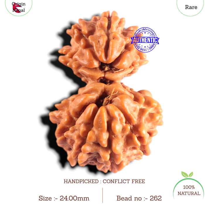 Gaurishanker Nepalese Rudraksha Bead No. - 262