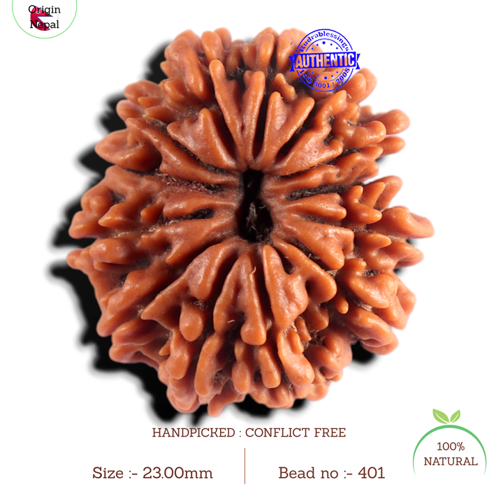 12 Mukhi Nepalese Rudraksha - Bead No 401