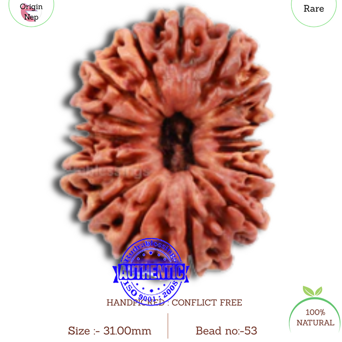16 Mukhi Rudraksha from Nepal - Bead No. 53