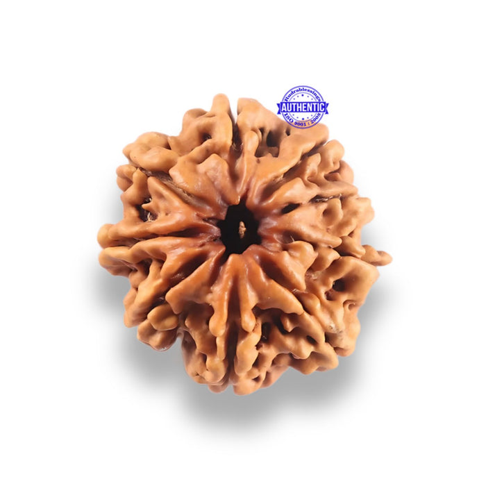 9 Mukhi Nepalese Rudraksha - Bead No. 438