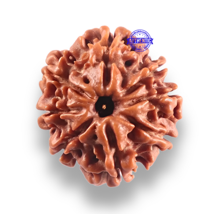 9 Mukhi Nepalese Rudraksha - Bead No. 448