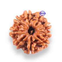 Load image into Gallery viewer, 9 Mukhi Nepalese Rudraksha - Bead No. 440
