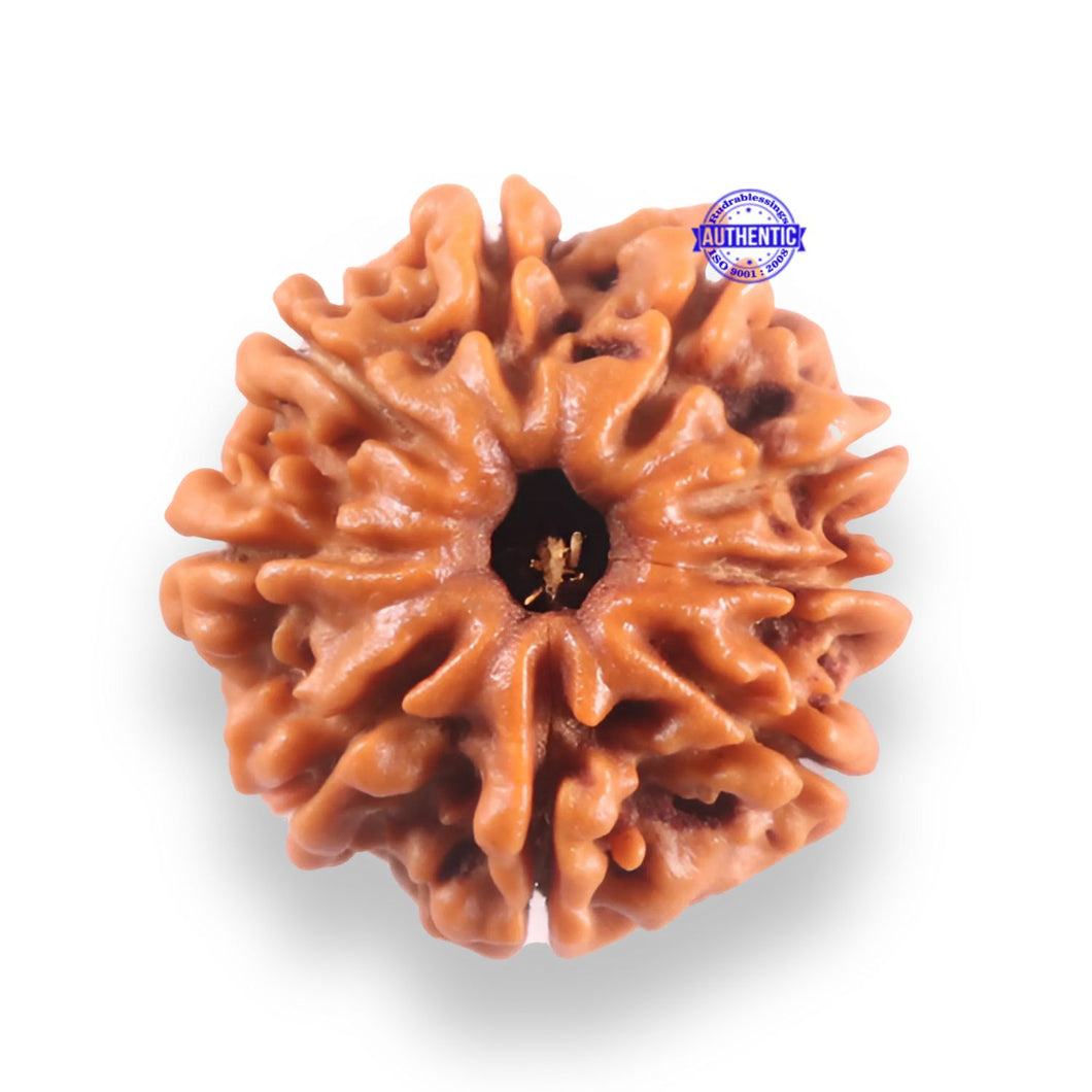 9 Mukhi Nepalese Rudraksha - Bead No. 440