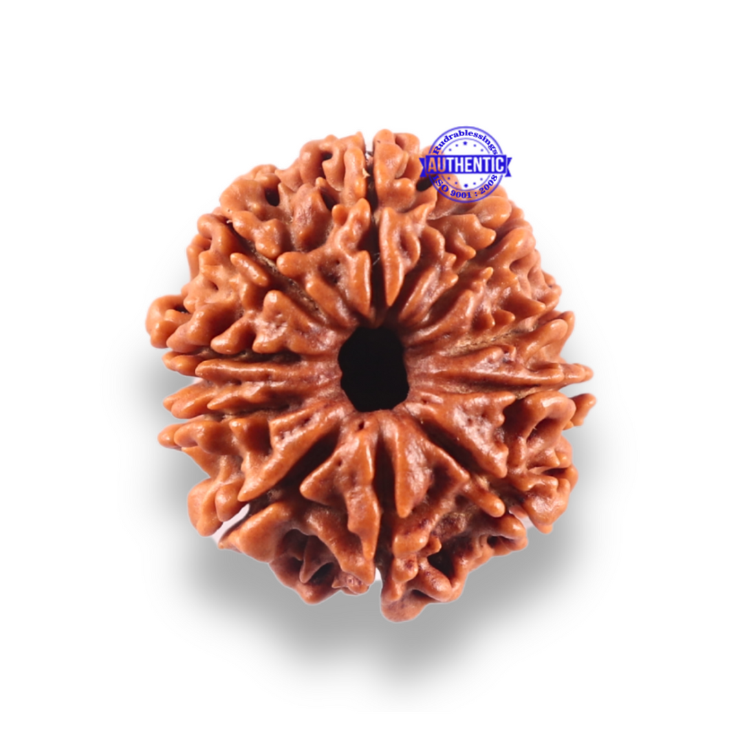 10 Mukhi Nepalese Rudraksha - Bead No. 446