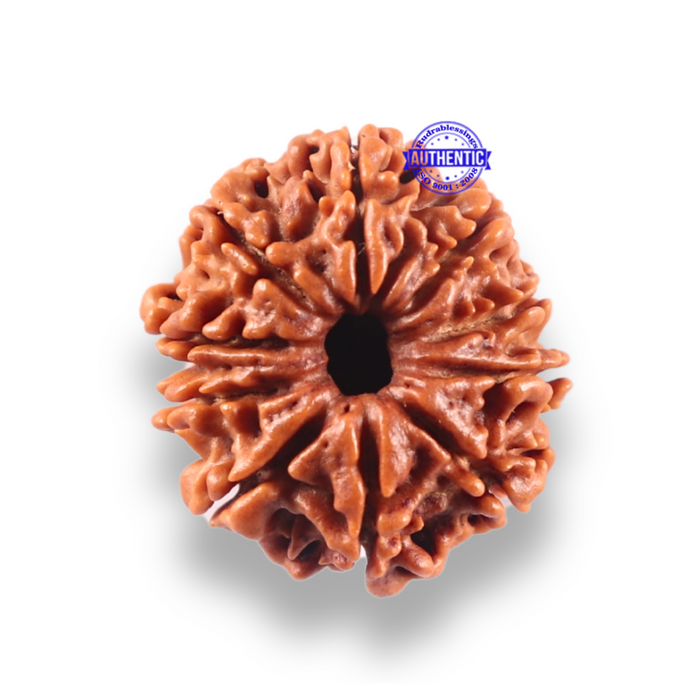 10 Mukhi Nepalese Rudraksha - Bead No. 446