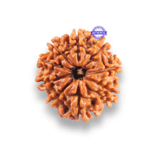 Load image into Gallery viewer, 9 Mukhi Nepalese Rudraksha - Bead No. 439

