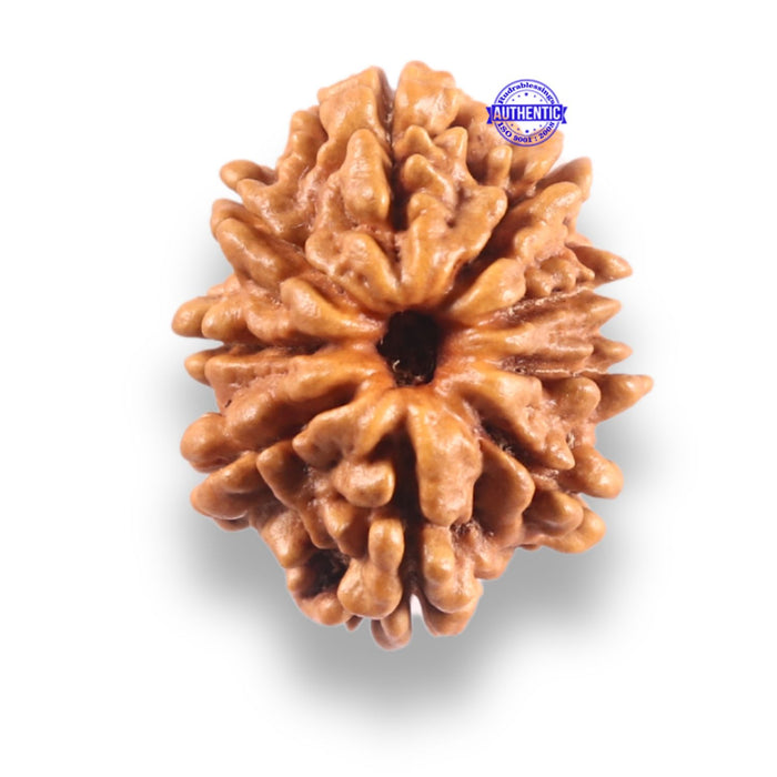 9 Mukhi Nepalese Rudraksha - Bead No. 442