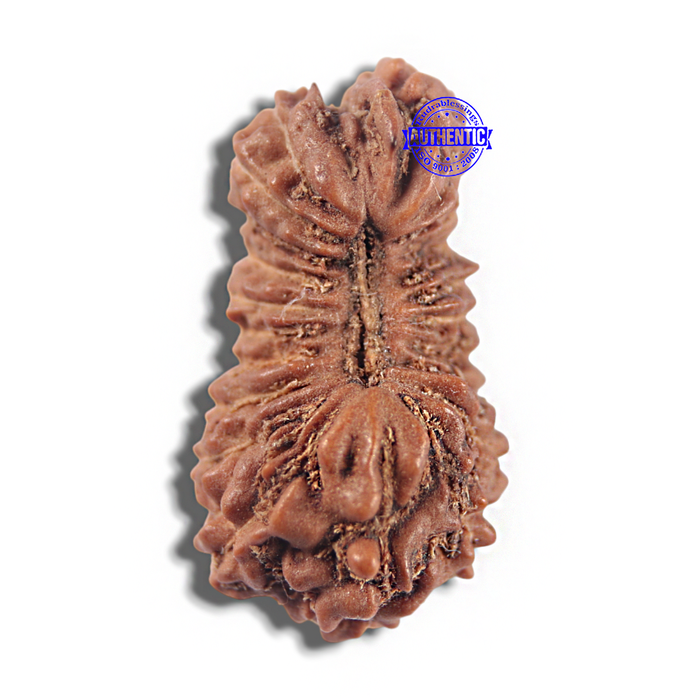 23 Mukhi Rudraksha from Indonesia