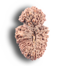 Load image into Gallery viewer, 26 Mukhi Gaurishankar Rudraksha from Indonesia W
