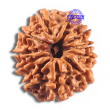 Load image into Gallery viewer, 11 Mukhi Nepalese Rudraksha - Bead No. 430
