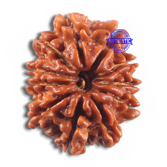 11 Mukhi Nepalese Rudraksha - Bead No. 427