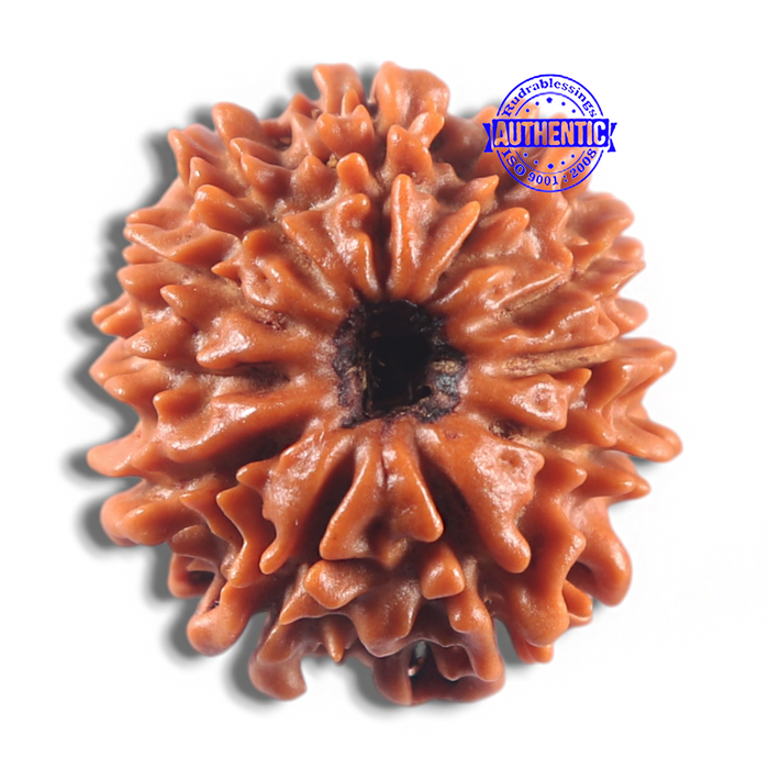 11 Mukhi Nepalese Rudraksha - Bead No. 422