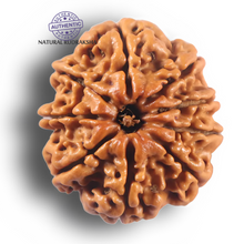 Load image into Gallery viewer, 9 Mukhi Nepalese Rudraksha - Bead No. 467
