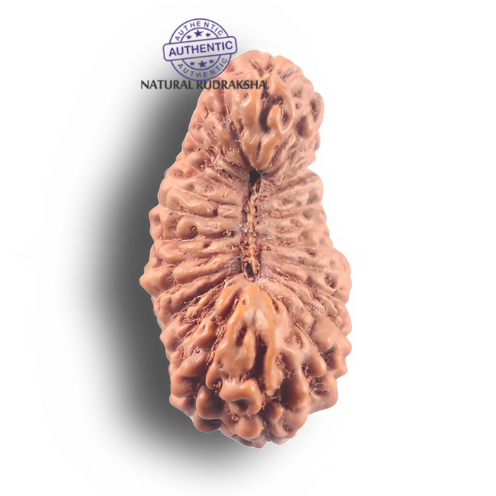 26 Mukhi Rudraksha from Indonesia U
