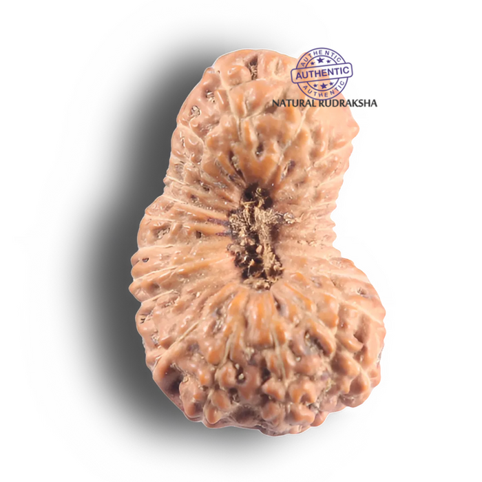 23 Mukhi Rudraksha from Indonesia - Bead No. N