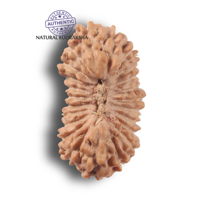 23 Mukhi Rudraksha from Indonesia