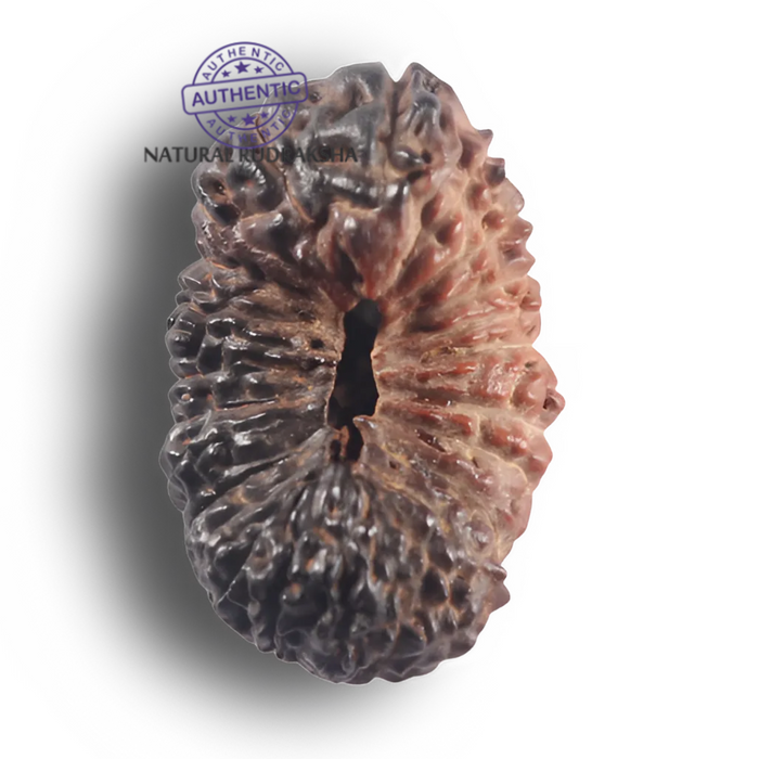 26 Mukhi Rudraksha from Indonesia V