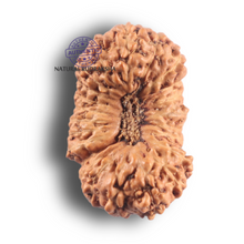 Load image into Gallery viewer, 23 Mukhi Rudraksha from Indonesia Bead No. F
