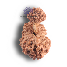 Load image into Gallery viewer, 23 Mukhi Rudraksha from Indonesia - Bead No. L
