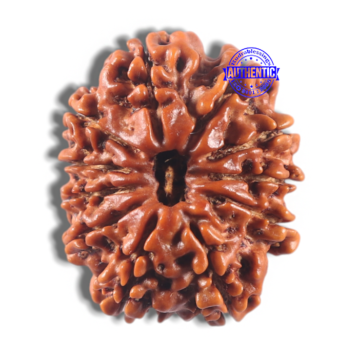 11 Mukhi Nepalese Rudraksha - Bead No. 429
