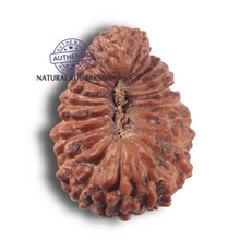 Load image into Gallery viewer, 23 Mukhi Rudraksha from Indonesia
