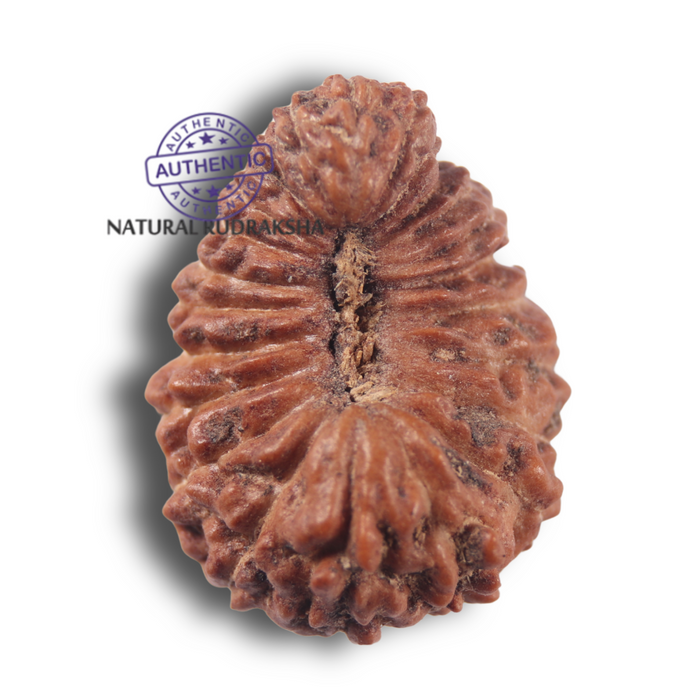 23 Mukhi Rudraksha from Indonesia